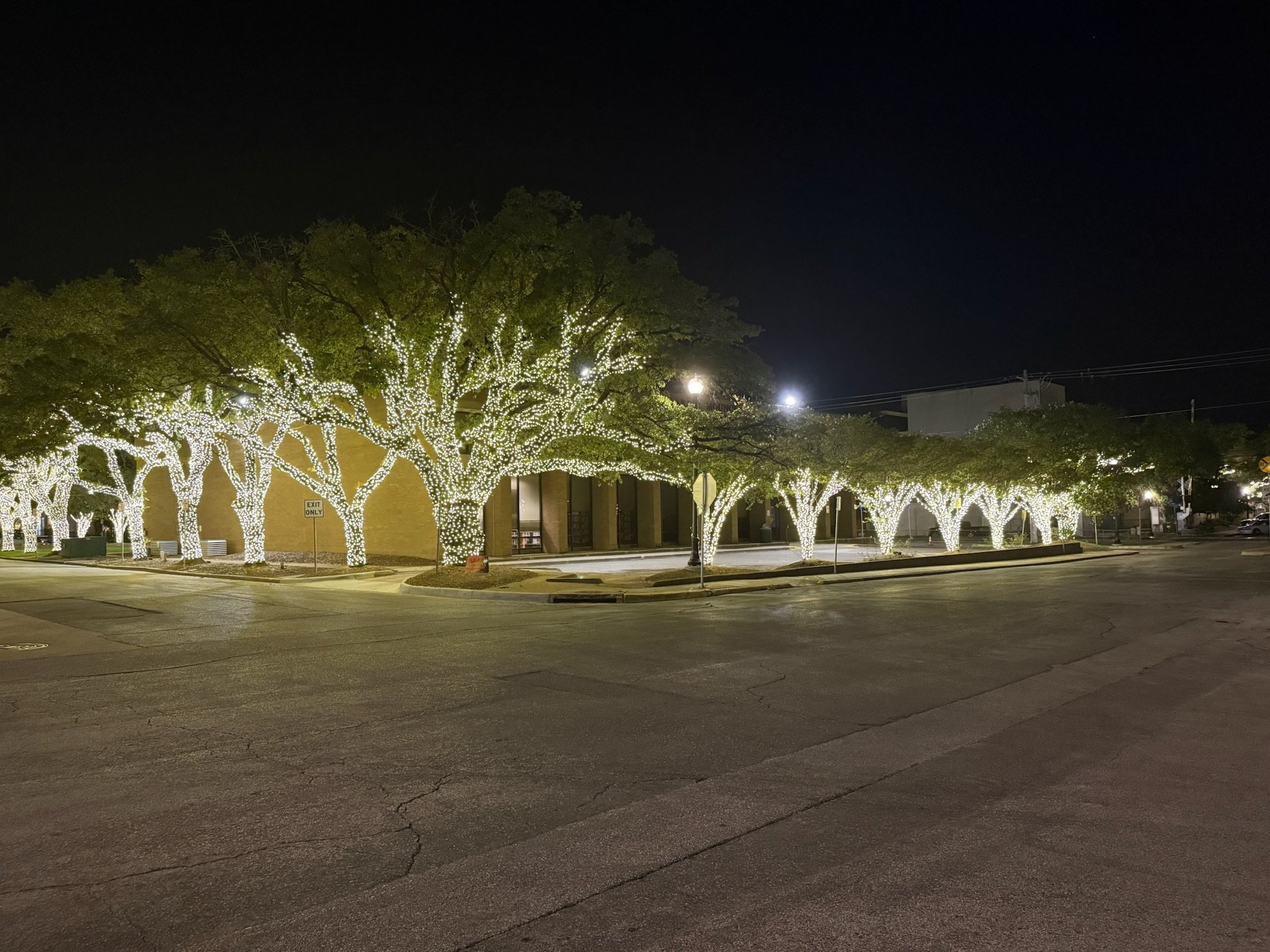 Row of large oak trees wrapped in warm white Christmas lights outside a commercial building